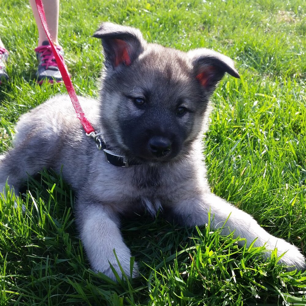 Meet your Posher, Kristen